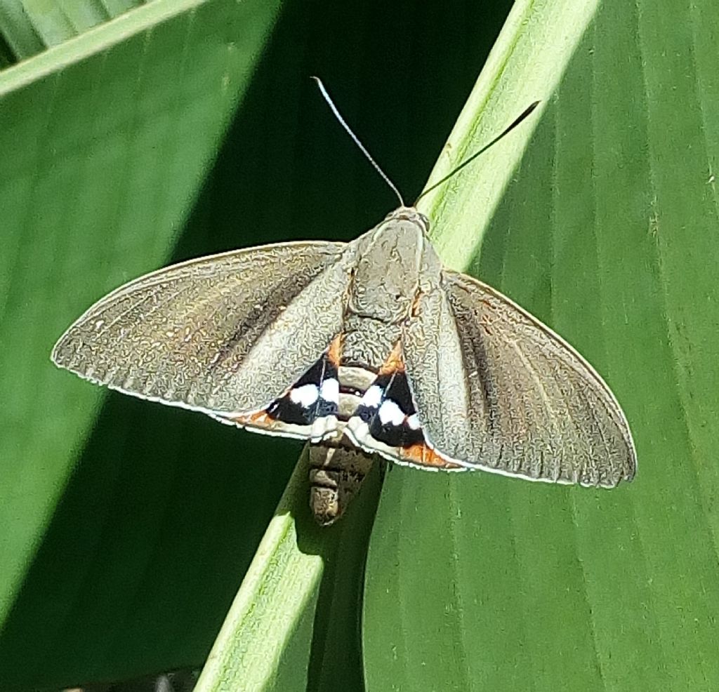 Paysandisia archon - Castniidae